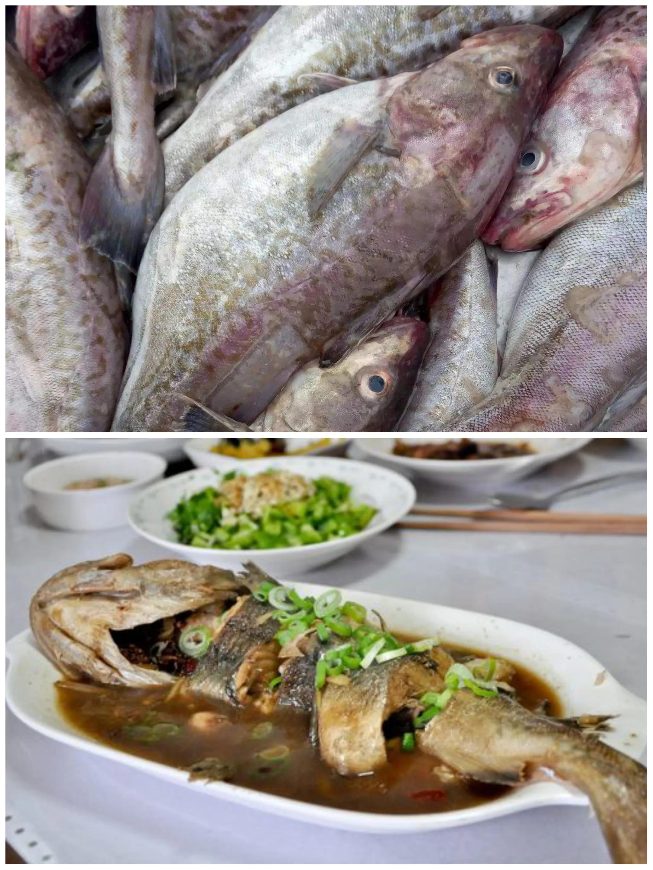 常见食用鱼 海鱼图片