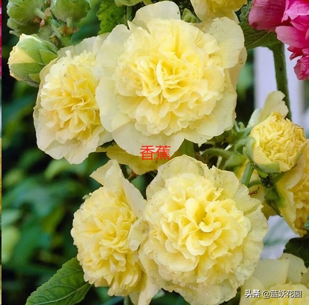 蜀葵花图片（开花多花期长好养活的蜀葵承包你花园亮点）