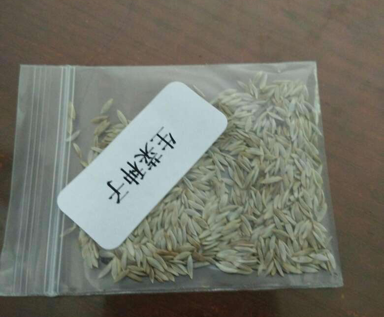 生菜种植时间和方法（在家种生菜只需要3个步骤）