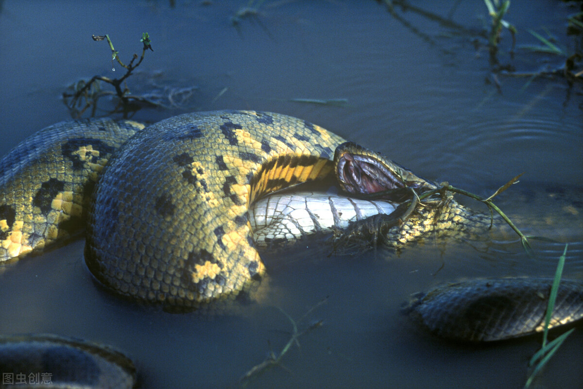 地球5500万年前的一次发高烧,造就出史上最大的蛇类!泰坦称王