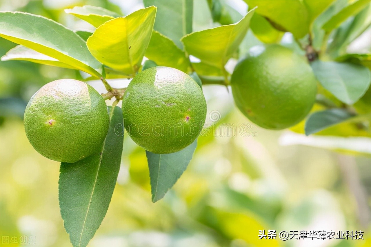 中量元素水溶肥的作用与功效（水溶肥好但不浪费才是重点）