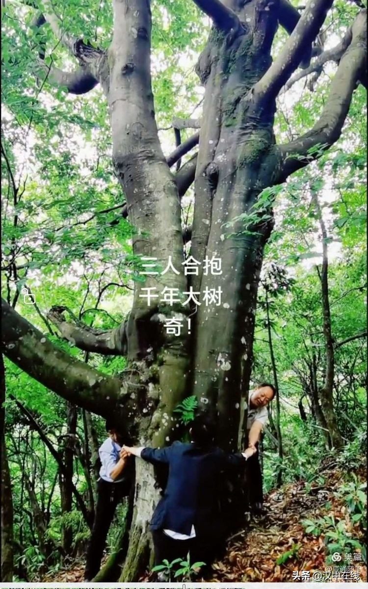 來此處踏青，不負(fù)春光不負(fù)卿