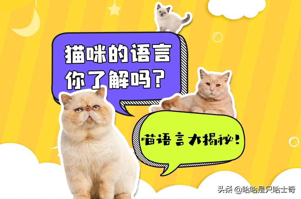 猫咪的语言你了解吗？猫咪语言大揭秘