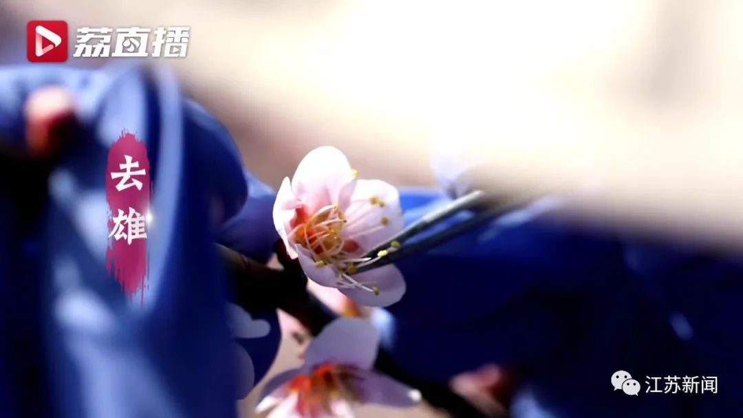 20年坚守三代人奋斗，这群&ldquo;最懂梅花的人&rdquo;，终于开出最美的花