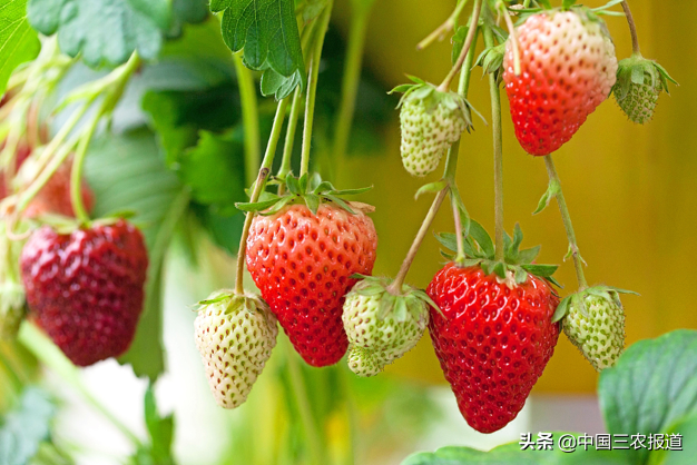 草莓能吃吗图片「吃草莓会过敏图片」