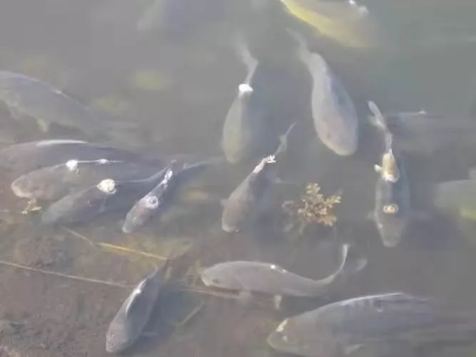 被传得神乎其神的水霉病,其难以处理的秘密到底在哪?