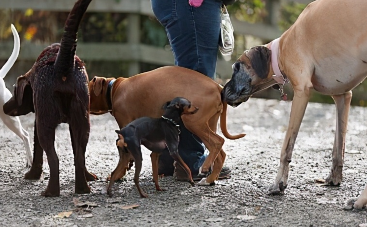狗一见面，为什么会先“闻屁股”？狗屁股里到底有什么秘密？
