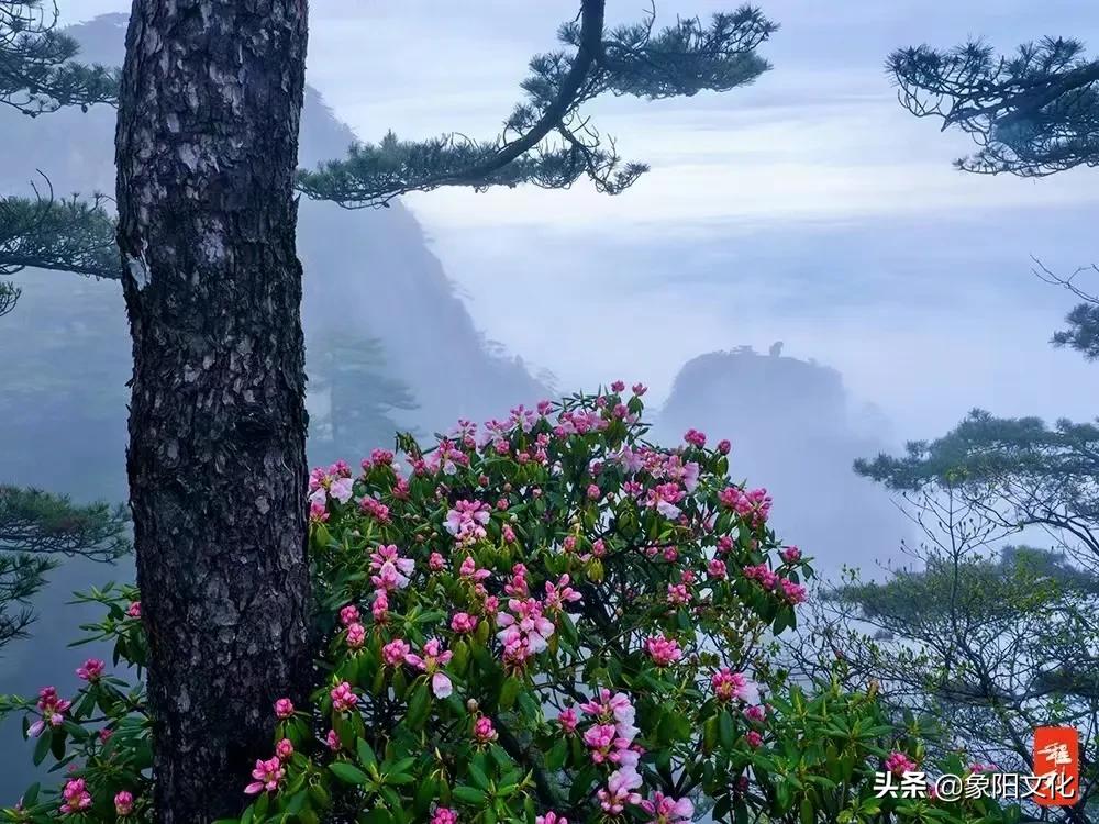 诗词/摄影欣赏：《国粹》《朱顶红》《待到山花烂漫时》「281」