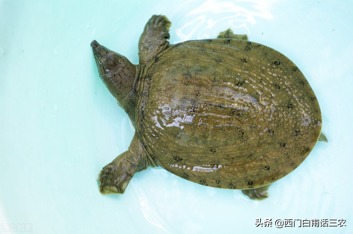 王八,乌龟,甲鱼,鳖,它们到底是几种动物?看完你就明白