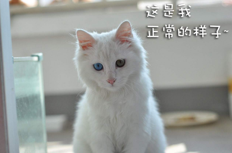 纯白色的猫是什么品种（长毛纯白猫是什么品种）-第2张图片-巴山号