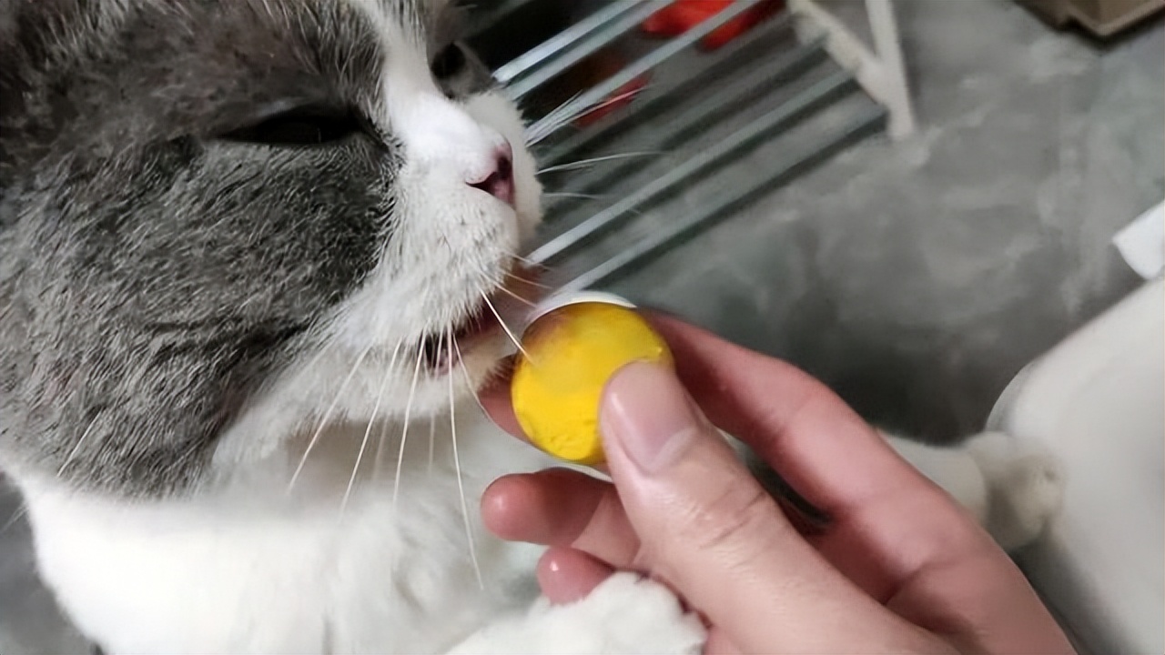 猫咪能吃的几种“人类食物”，只要喂对了，猫咪越吃越健康