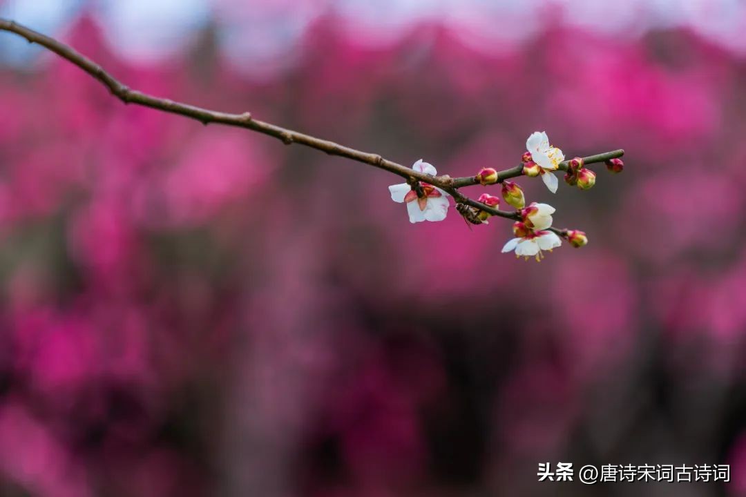 看到梅花你会想到哪些人（看到梅花你会想到哪些人试着写一段话）-第1张图片-巴山号