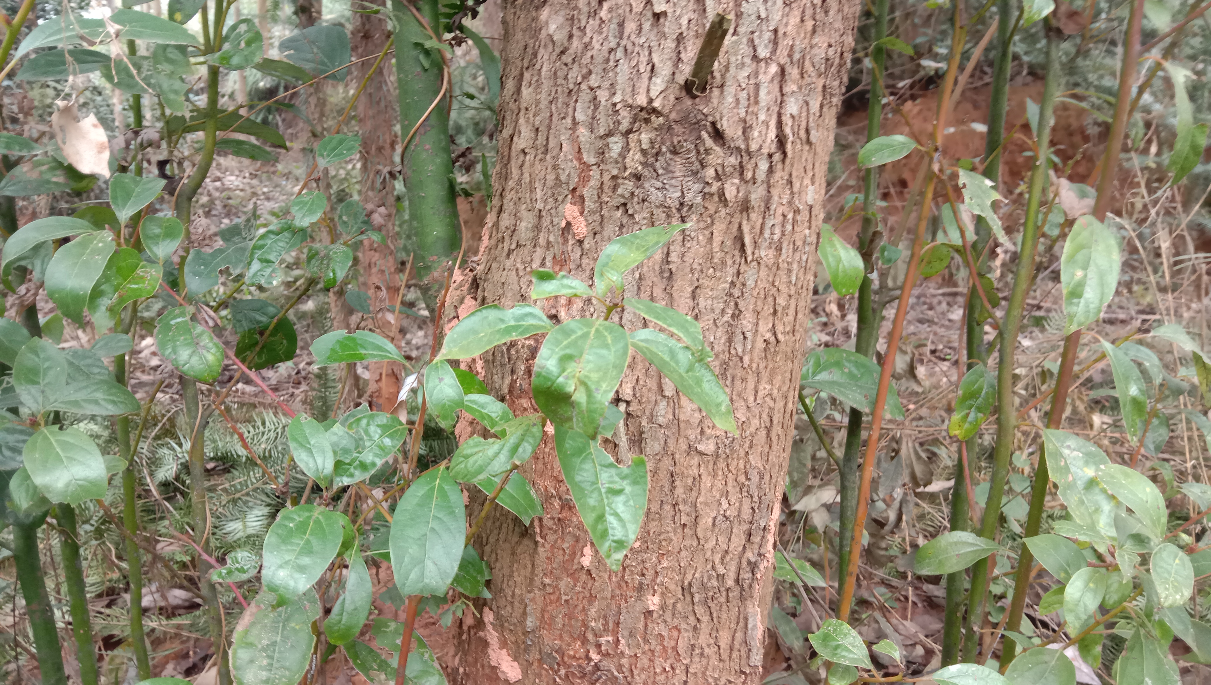大家看我手里拿的就是香樟树的叶子,那它在我们生