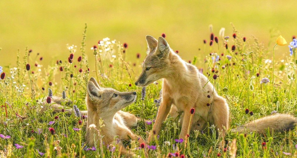 狼的特点有哪些「灰太狼的特点有哪些」