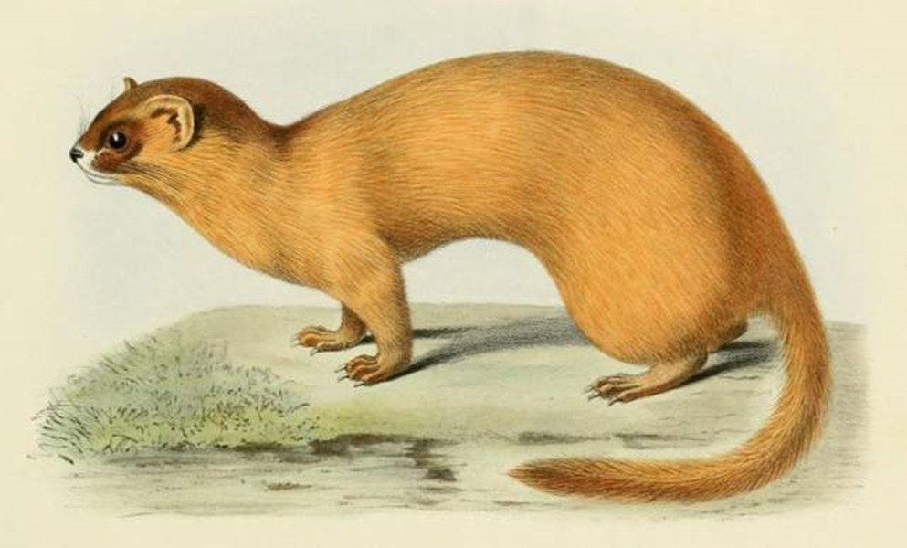 1997年黄鼠狼讨封事件,究竟是不是真的-第11张图片