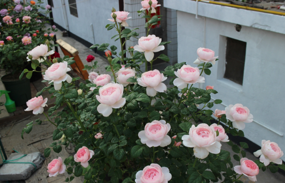 瑞典女王月季优缺点（家庭养月季选瑞典女王，花香浓，虫害少，种植一次年年有花赏）