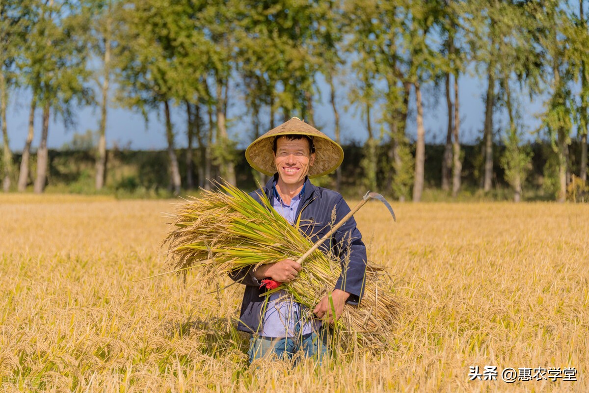 2023稻谷价格会涨吗？今日稻谷价格多少钱一斤？