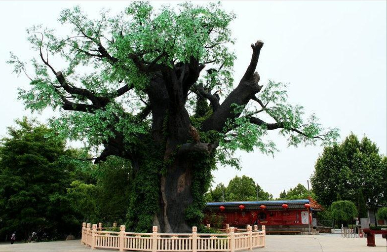 山西洪洞大槐树 山西大槐树脚趾甲图-文化号