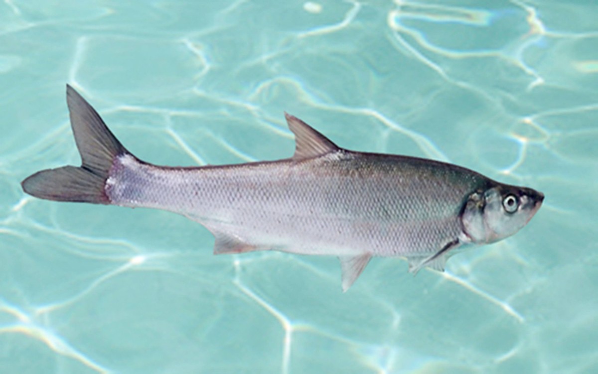 外来鱼入侵四川第二大淡水湖,为何能疯狂繁殖100吨,是不好吃吗