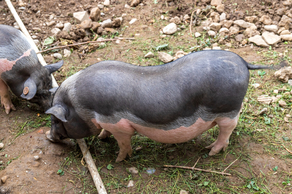 反攻号角已吹响?