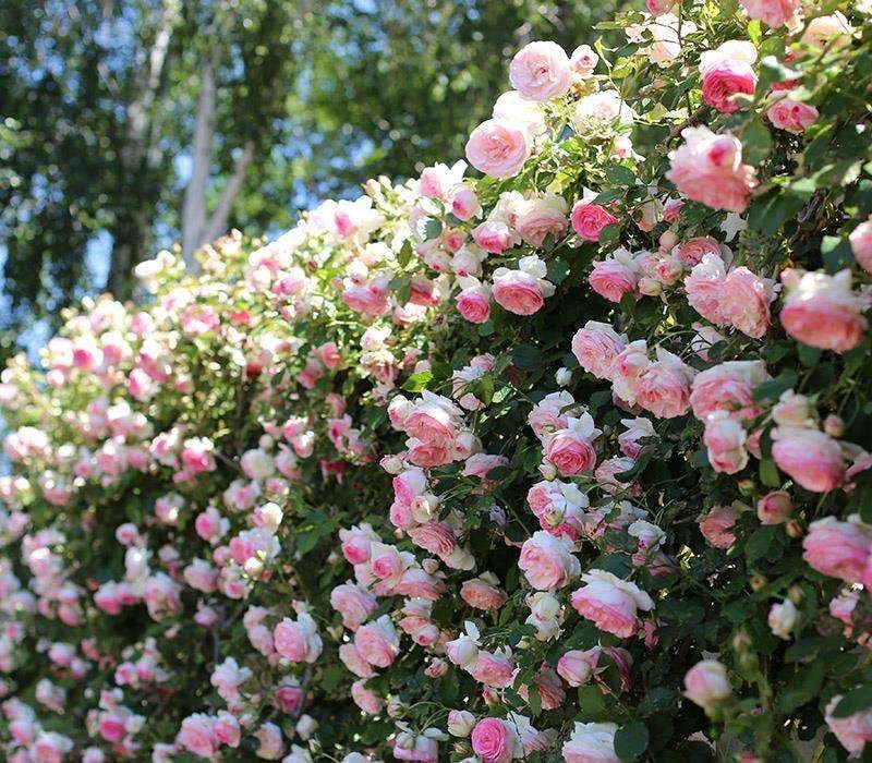 庭院花卉种植品种（有院子一定要养8种花色彩斑斓）