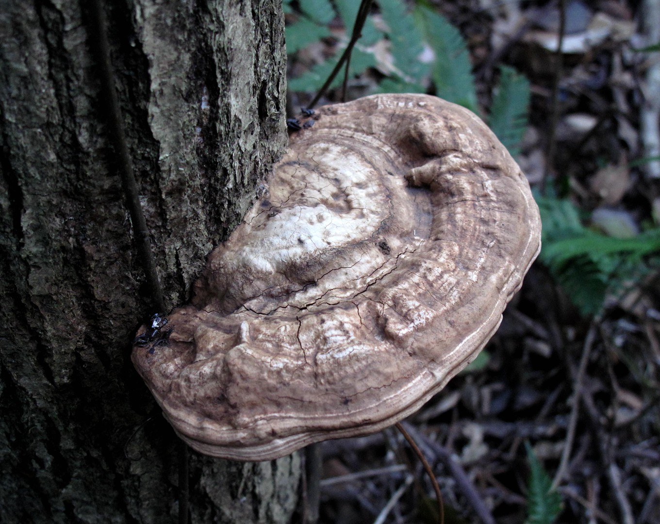 冬日在密林中,遇见各色树舌灵芝
