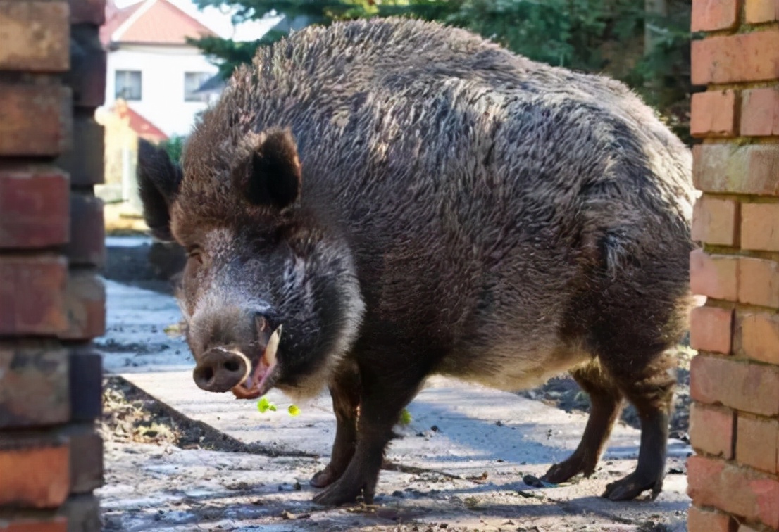 "狂飙"野猪,无人敢惹