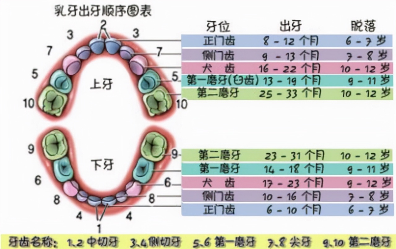 出牙顺序,表现和护理方法是什么?一文说清