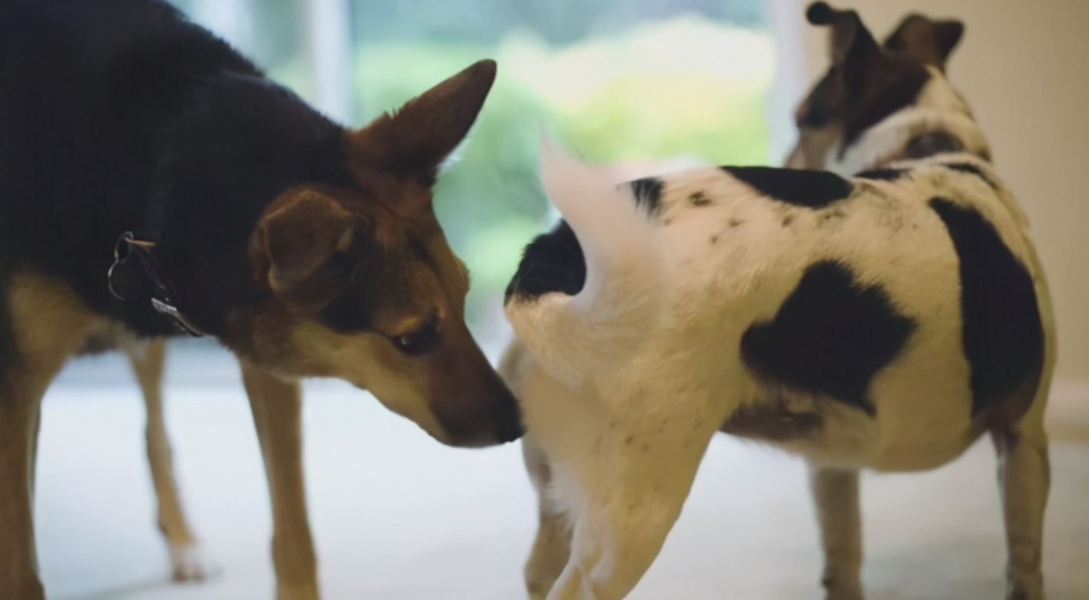 狗一见面，为什么会先“闻屁股”？狗屁股里到底有什么秘密？