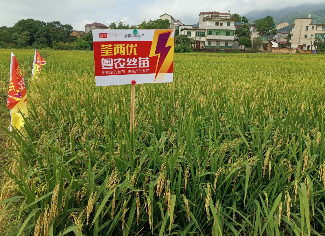 荃能稻·荃两优粤农丝苗—再生稻栽培技术指导