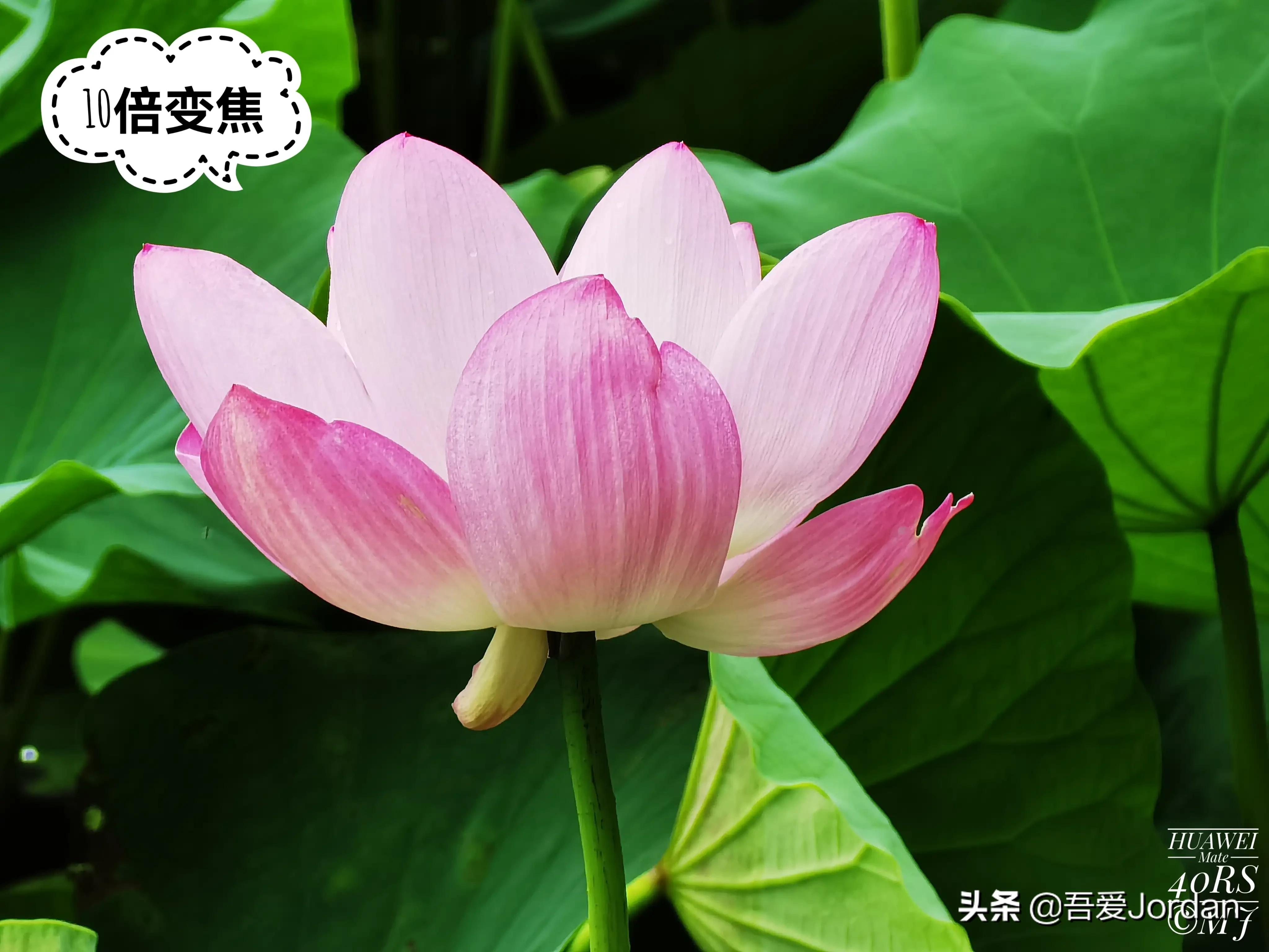 小米12S Ultra与华为Mate40RS长焦对比