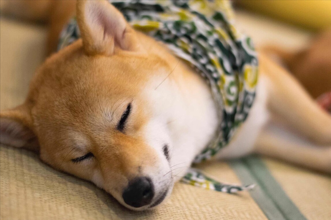 狗狗突然晕倒的紧急处理方法