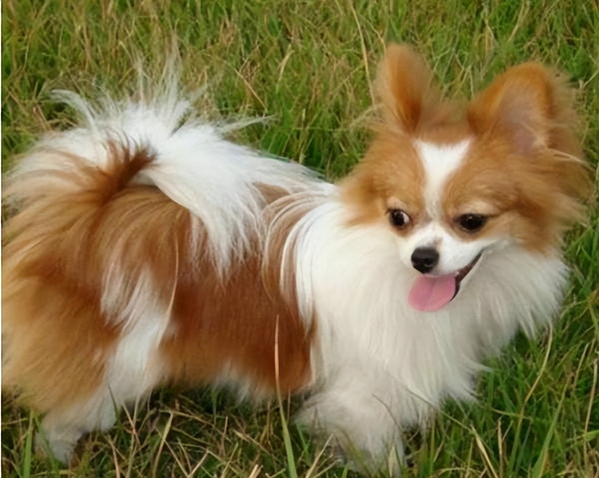 蝴蝶犬多少钱一只 蝴蝶犬价格表大全-世界十大之最