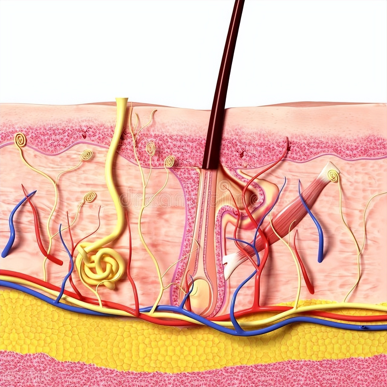 皮肤毛囊图图片