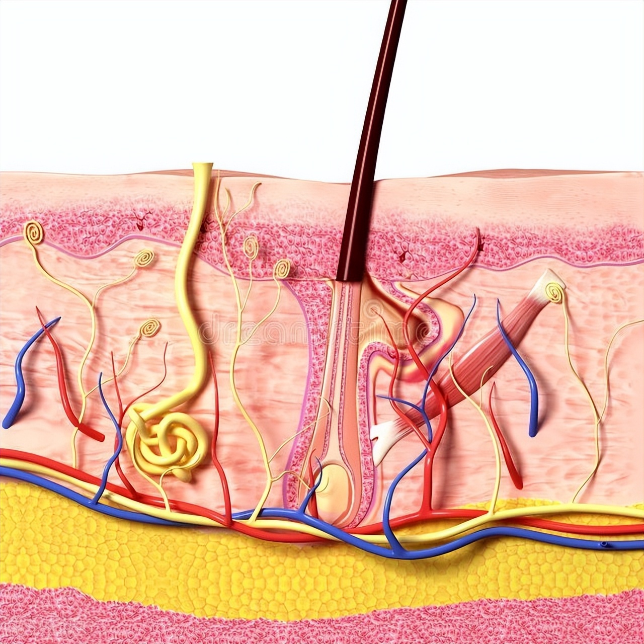 夏天来了,头皮毛囊炎怎么办?医生提醒:三点建议,或可消退