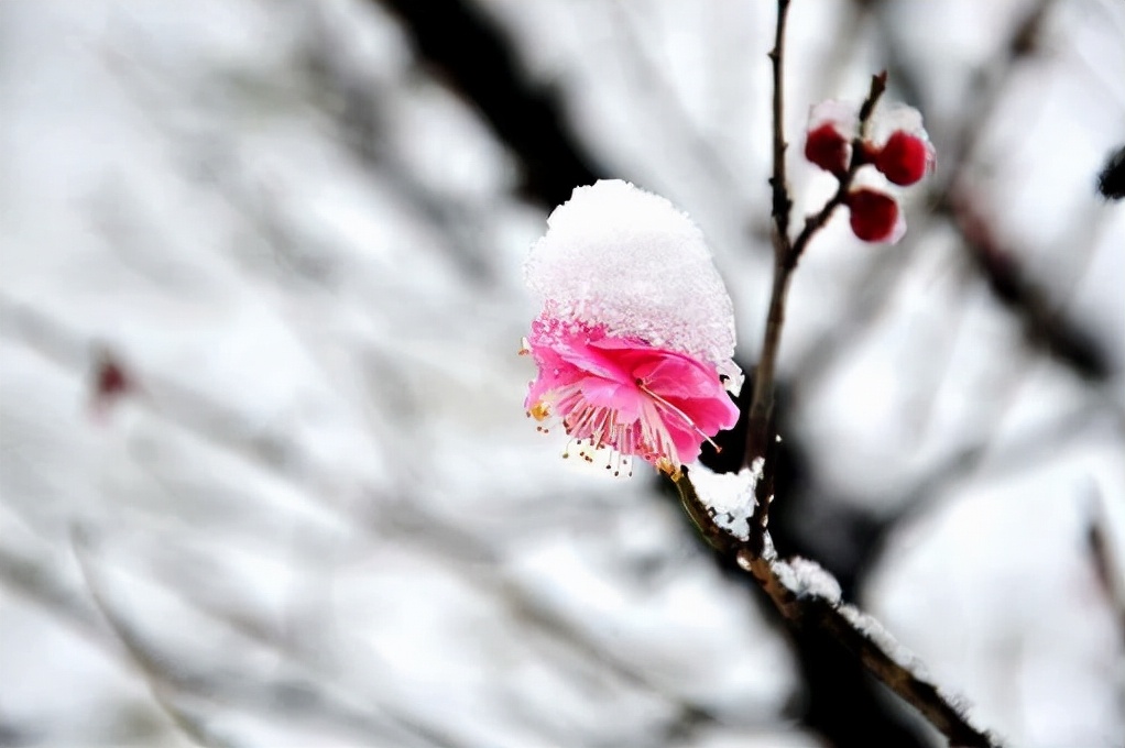 更须踏雪看梅花，十二首踏雪寻梅的诗词，看雪中梅花傲雪绽放