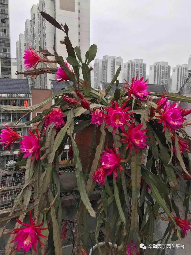 园丁奖花园组《002号》不离不弃,芳龄永继