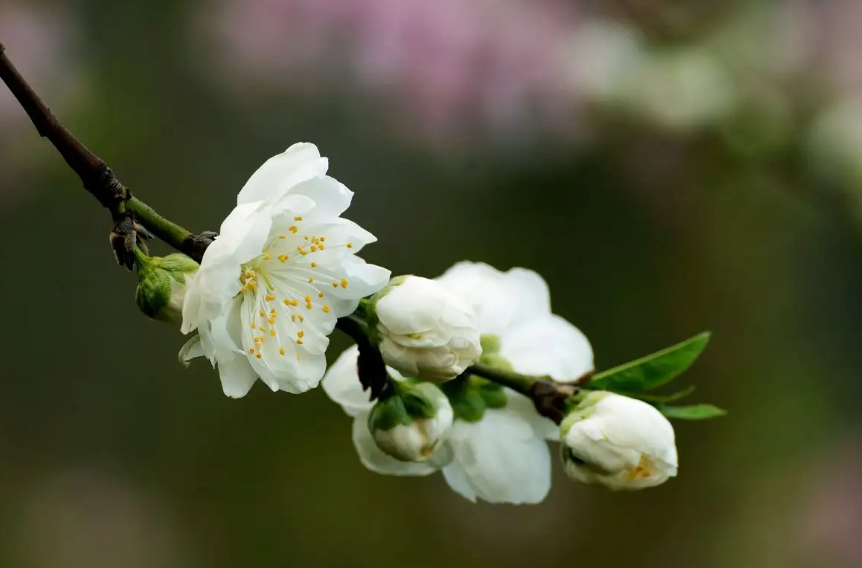 白色桃花花语图片