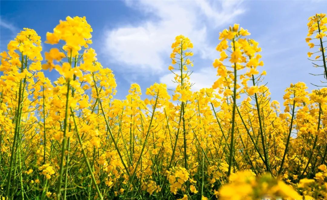2022汉中油菜花节即将启动 观花路线新鲜出炉