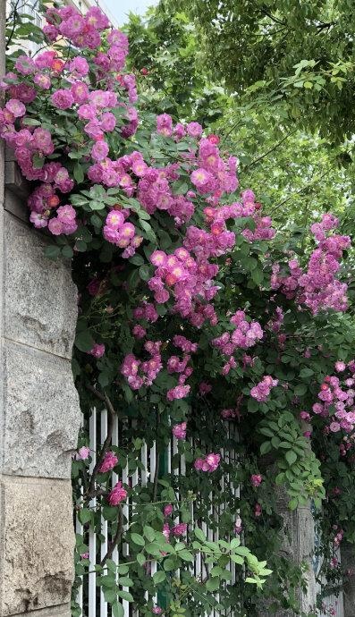 散文：岁月极美，生命如花，保持生命的深情与热爱
