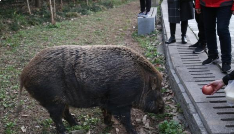 南京人才招聘网（南京野猪从30斤被喂到200斤）