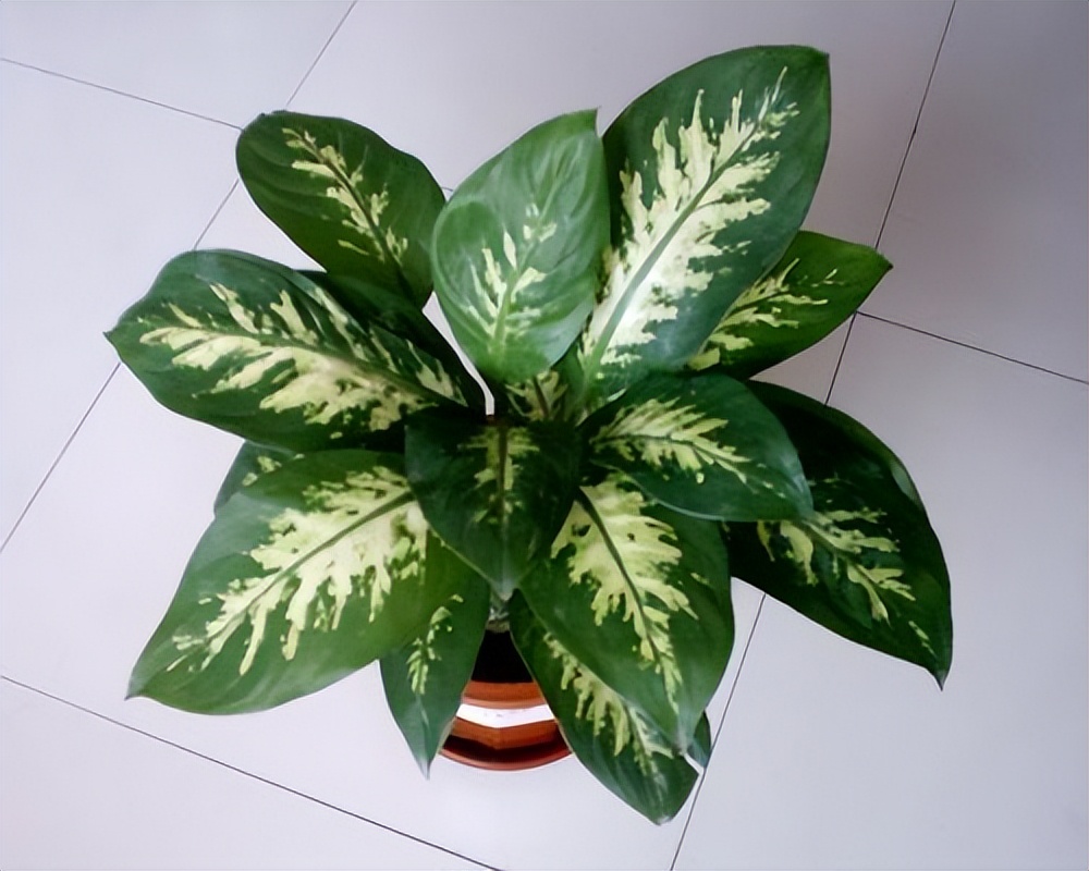 6种彩叶植物，养眼添姿彩！祛除异味有特效，好养还省心