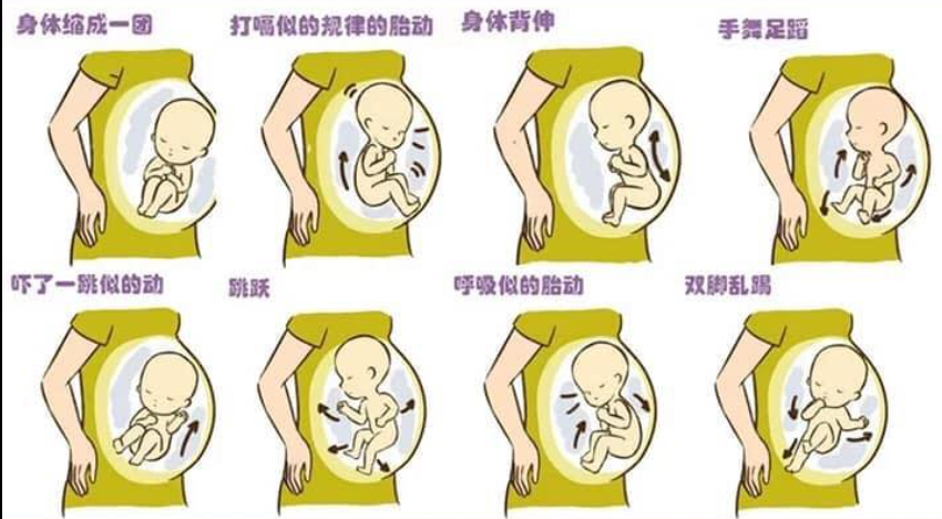 怀孕五个月胎儿图（胎儿在妈妈肚子里干什么？揭秘胎儿爱做的6件事，哪个让你想不到）