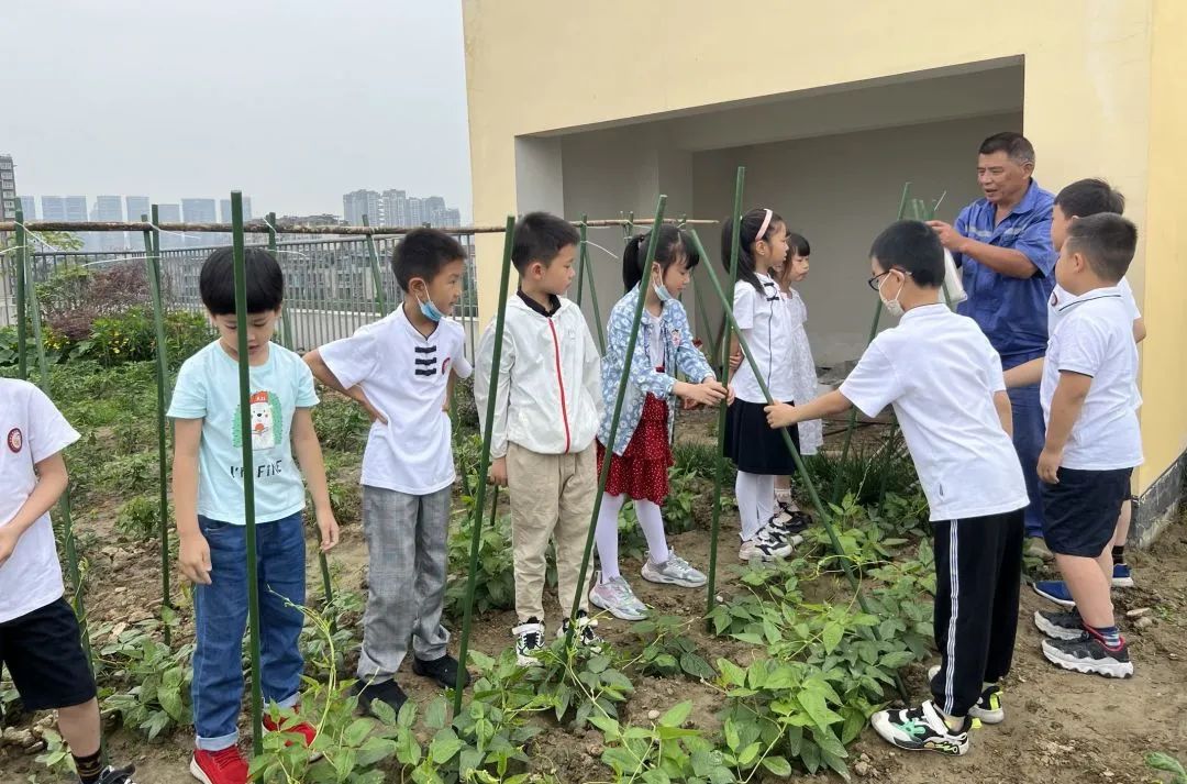 成都高新区朝阳小学深入开展二十四节气之小满有关活动
