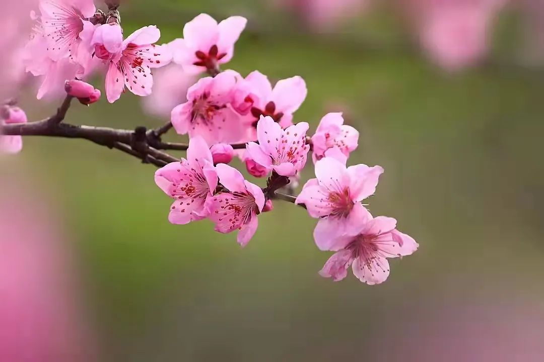 叮咚！你有一份来钢城踏青赏花攻略，请查收~