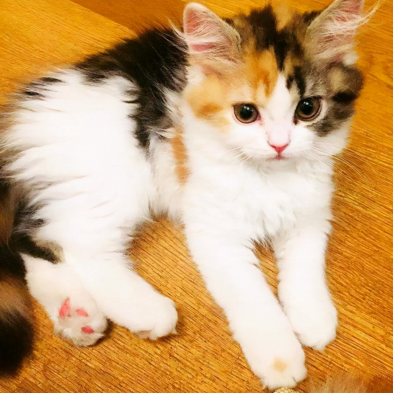 大多数中国人都是相信命运,风水等东西的,而三花猫