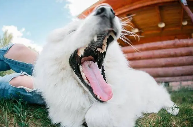 再次提醒！狗狗这几个表现，是“狂犬病”的征兆