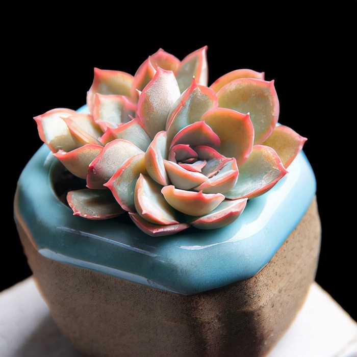 又叫砂糖,很可爱的多肉.85.