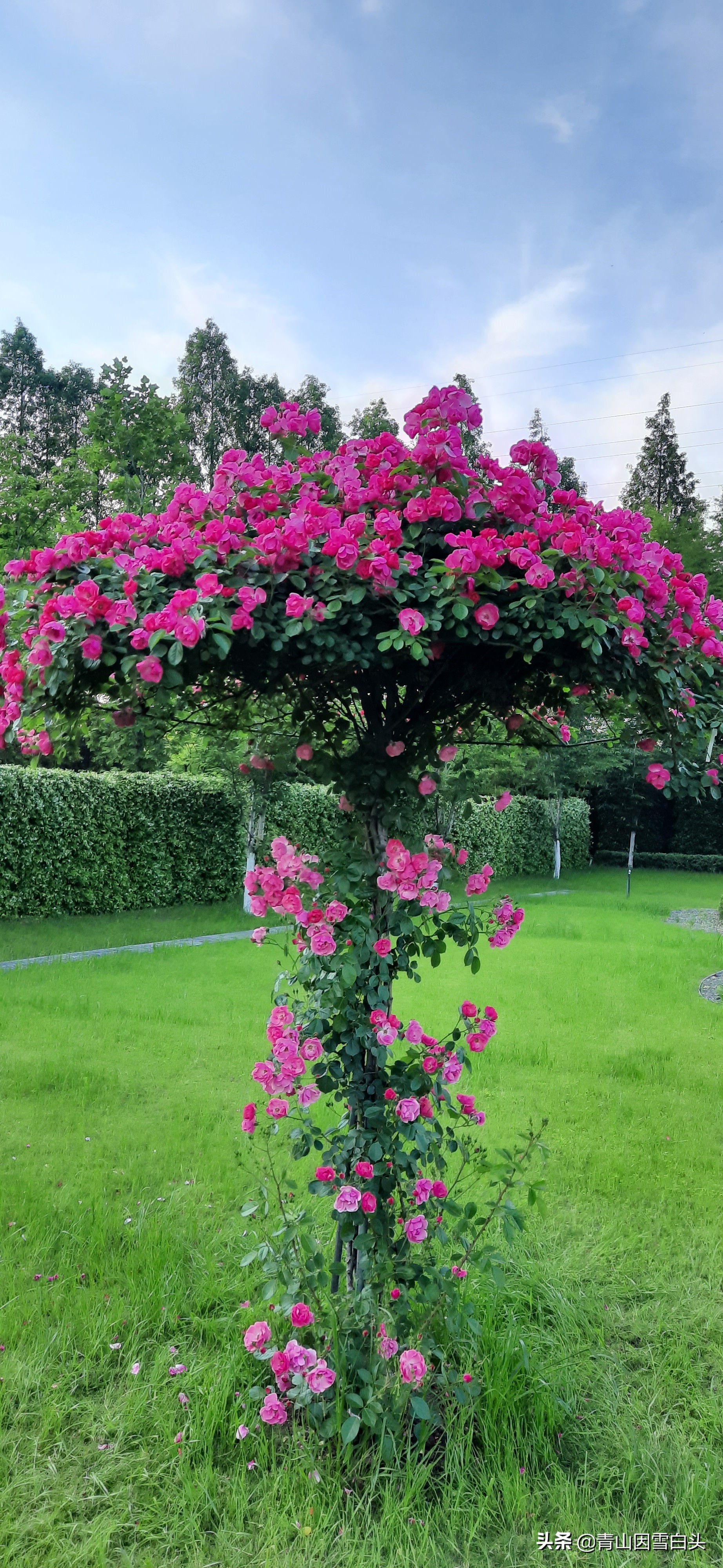 紫薇树价格(国内最顶端的苗圃) - 价格百科