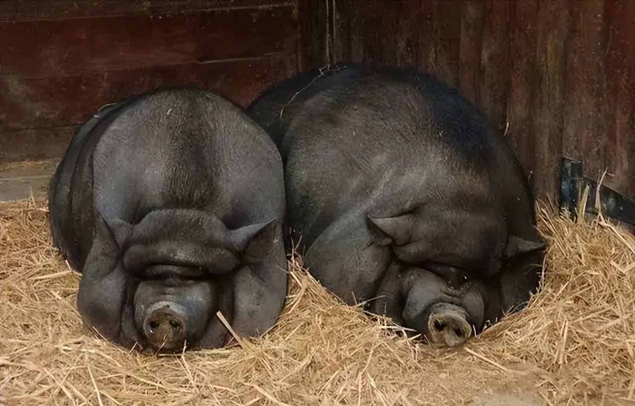 中国年产约7亿头猪,种猪却面临被卡脖子,国产土猪还能逆袭吗?